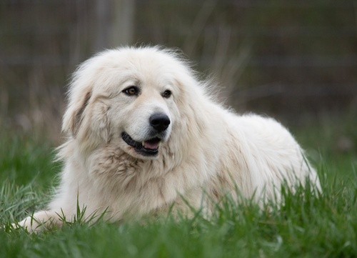 a gret pyrenees sitting on the grass