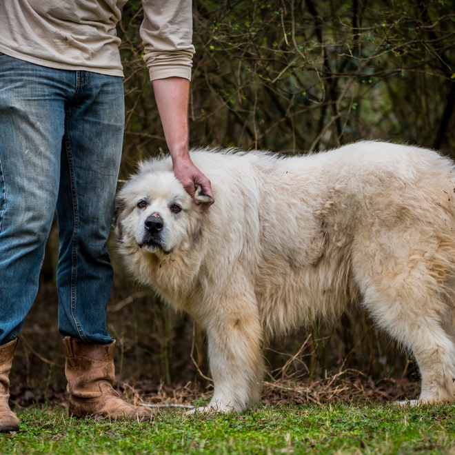 a great pyrenees at the feet of its master