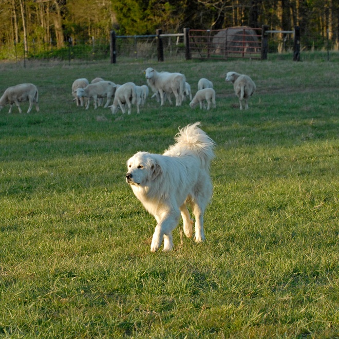 a great pyrenees leading a flock of sheep