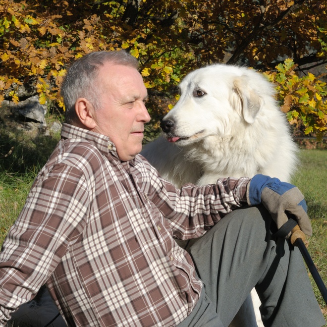 a great pyrenees sitting next to his owner