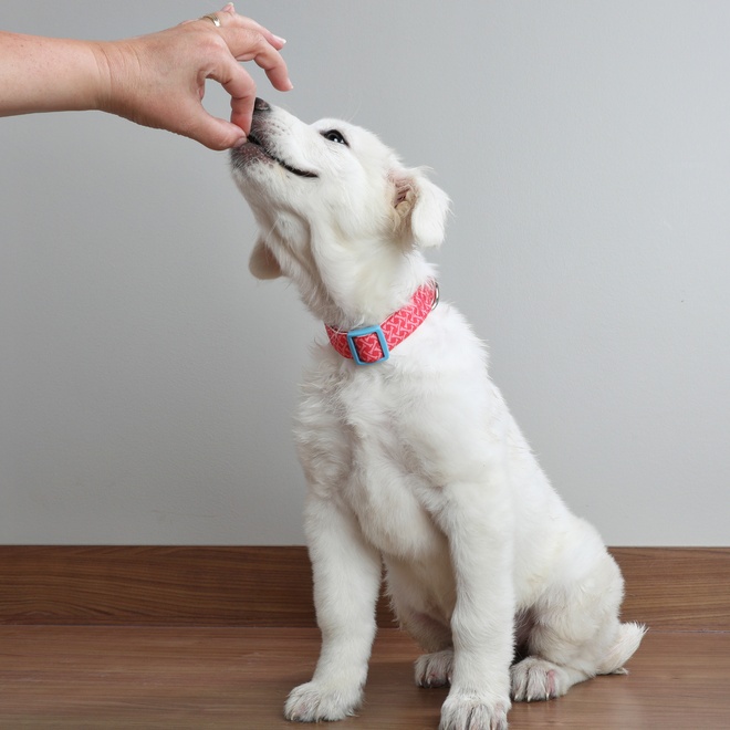 a great pyrenees eating what its owner is giving to him