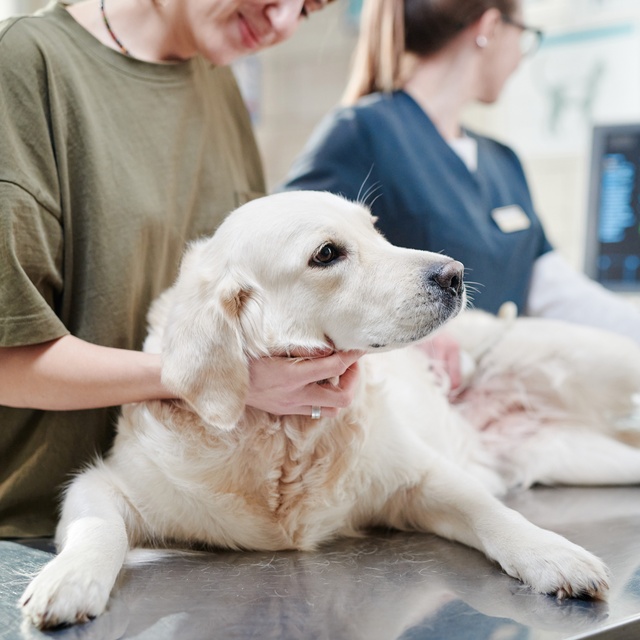 a great pyrenees being treated by a vet