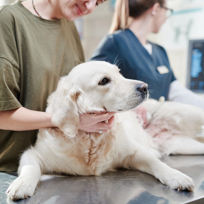 a great pyrenees being treated by a vet