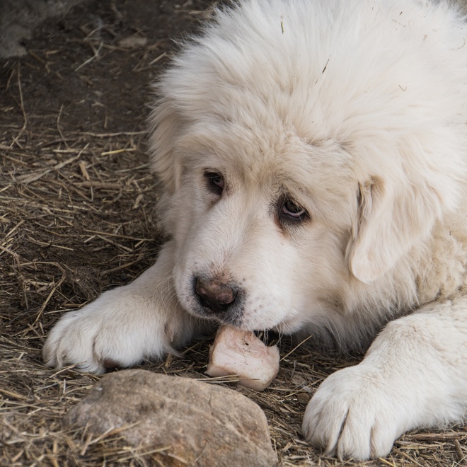 a great pyrenees eating a piece of meat