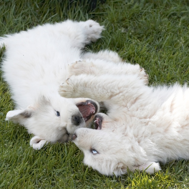 two great pyrenees playing together