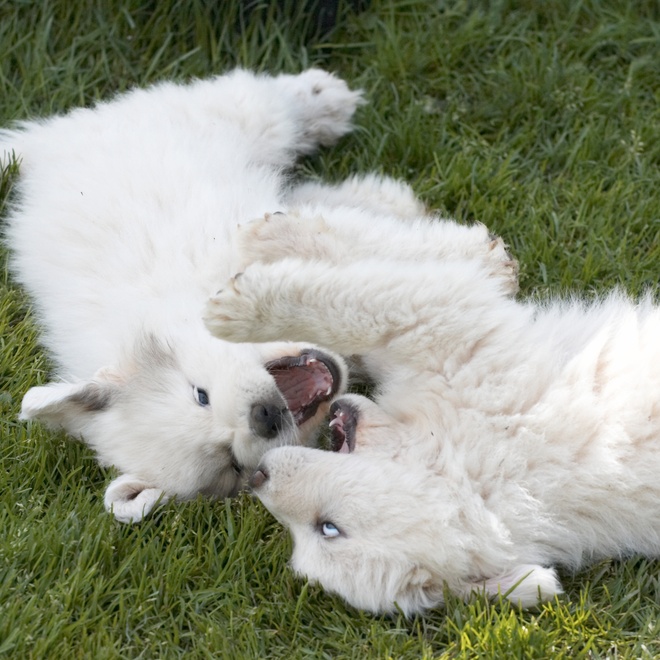 two great pyrenees playing together