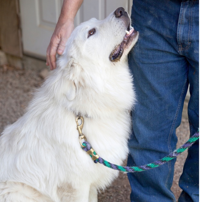 a great pyrenees at the feet of its owner