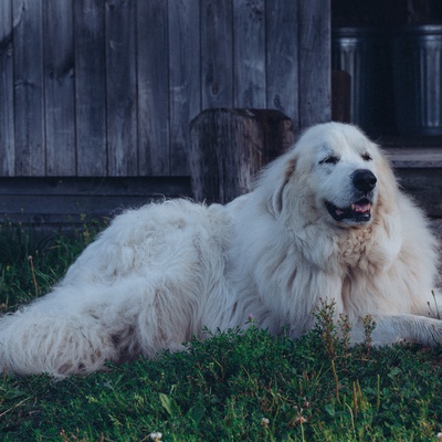 a great pyrenees sitting on the grass