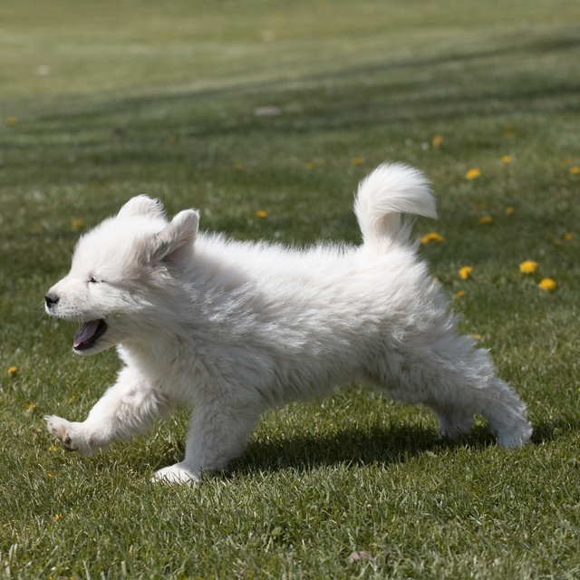 a great pyrenees running on the grass