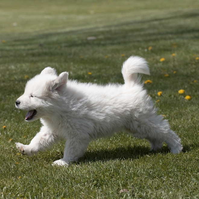 a great pyrenees running on the grass