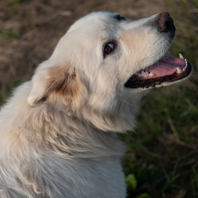 a portrait of a great pyrenees head, smiling