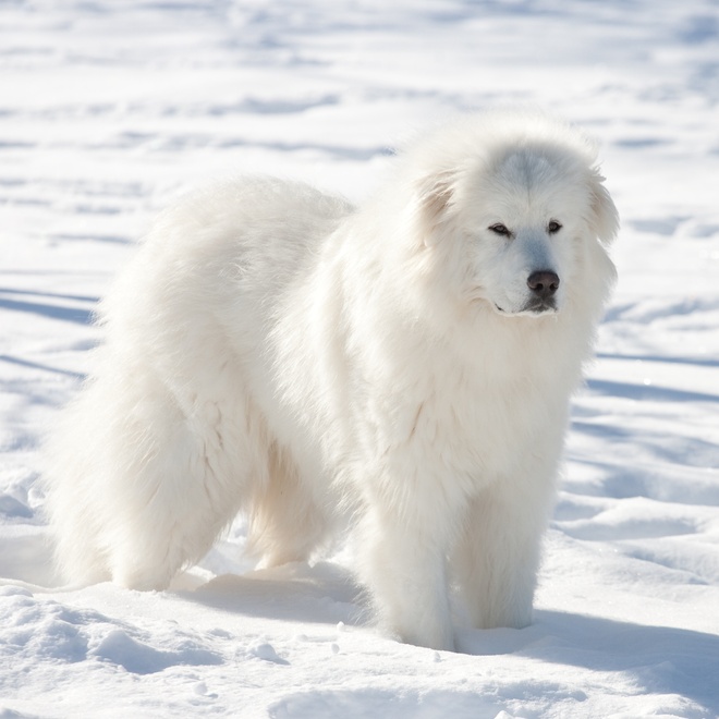 a great pyrenees in the snow