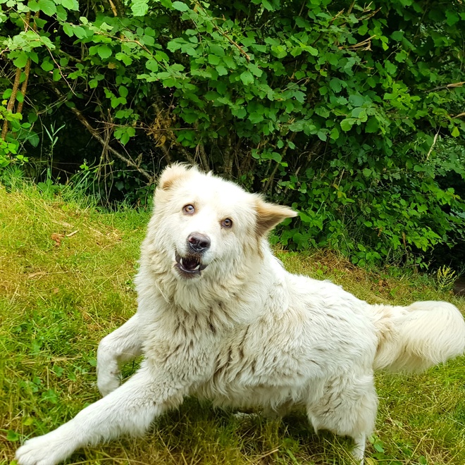 a happy great pyrenees playing in a garden