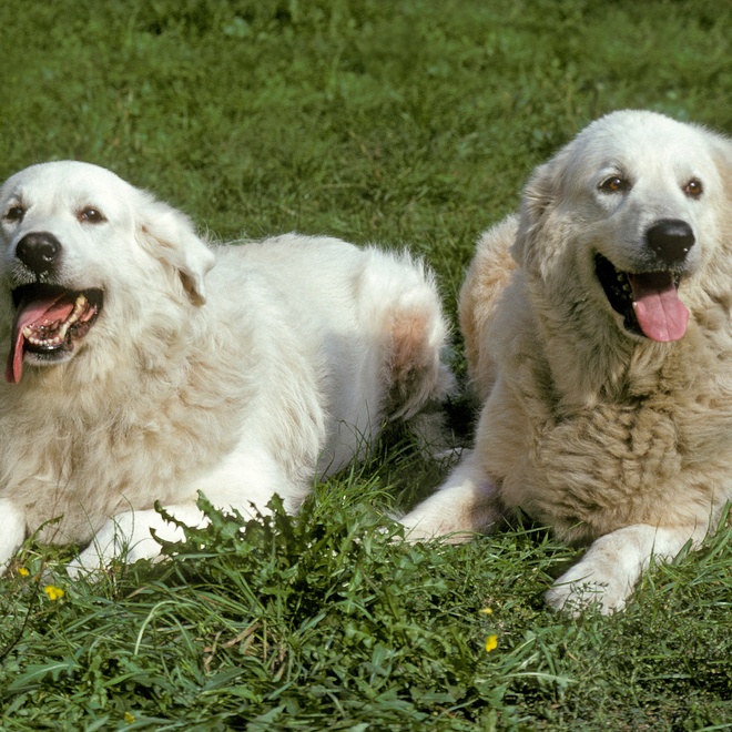 two great pyrenees side by side on the grass