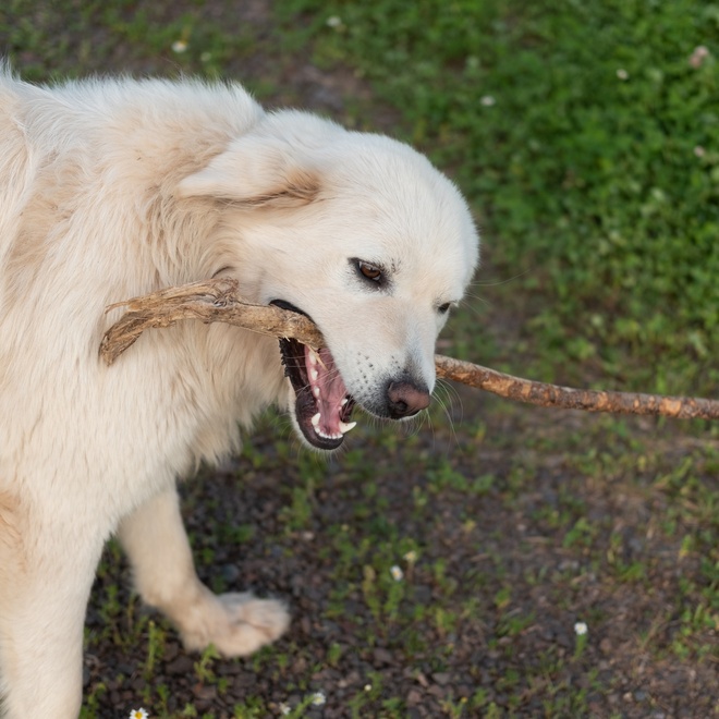a great pyrenees playing with a branch