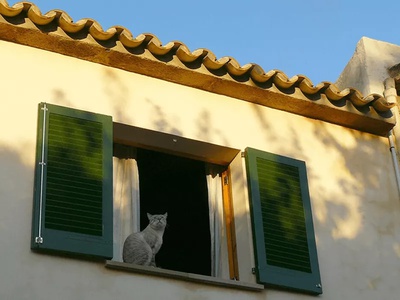 grey cat window