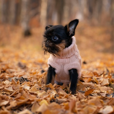 a Brussels Griffon in the forest on a pile of dead leaves