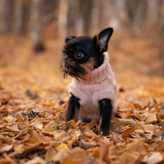 a Brussels Griffon in the forest on a pile of dead leaves