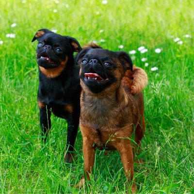 two Brussels Griffons together