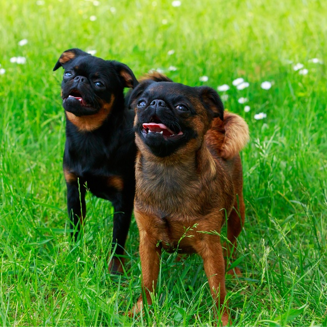 two Brussels Griffons together