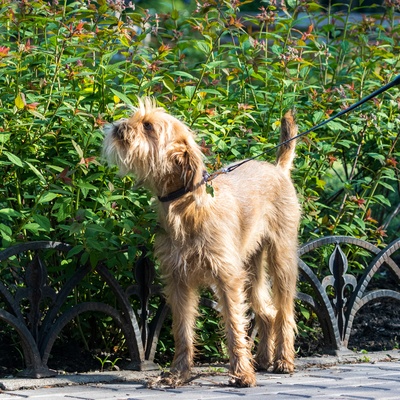 a Brussels Griffon on a leash