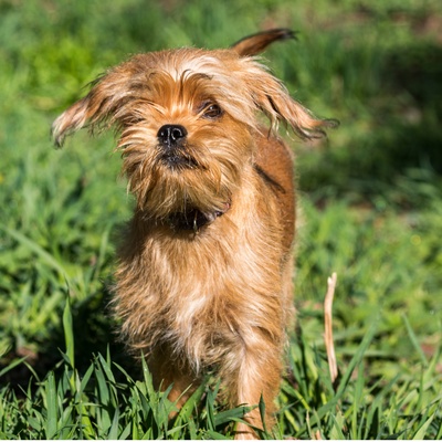 a Brussels Griffon running on the grass