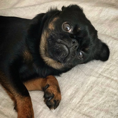 a Brussels Griffon lying on a bed