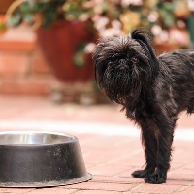 a Brussels Griffon near its bowl