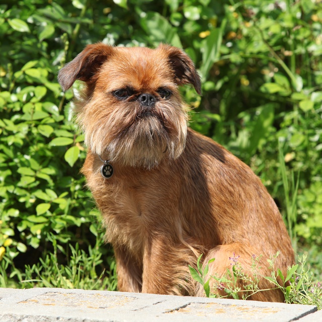 a Brussels Griffon sitting outside