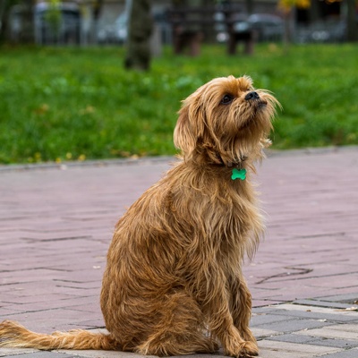 a Brussels Griffon sitting on the ground