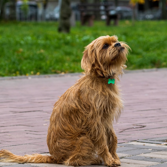 a Brussels Griffon sitting on the ground