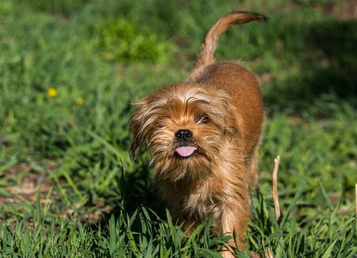 a Brussels Griffon with a black coat