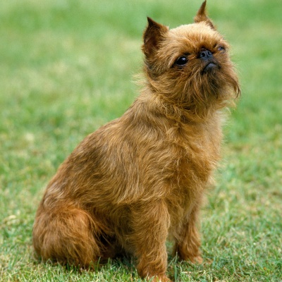 a Brussels Griffon sitting on the lawn