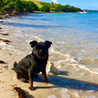 a Brussels Griffon on the beach