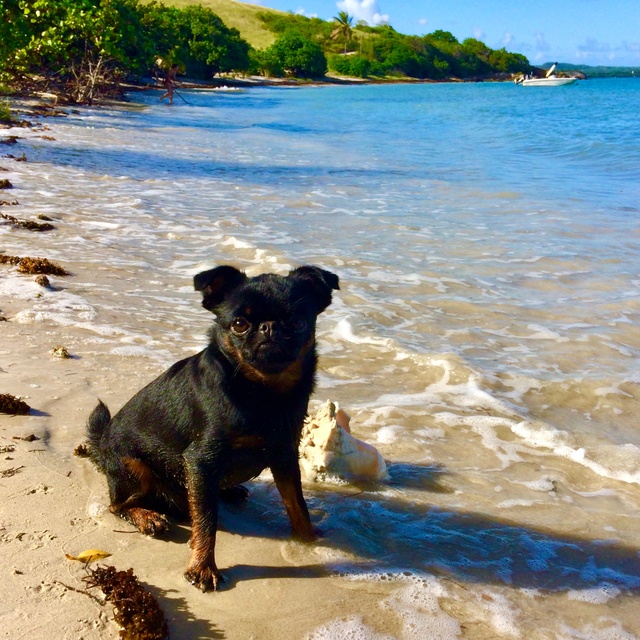 a Brussels Griffon on the beach