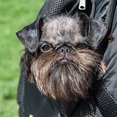 the head of a Brussels Griffin sticking out of a bag
