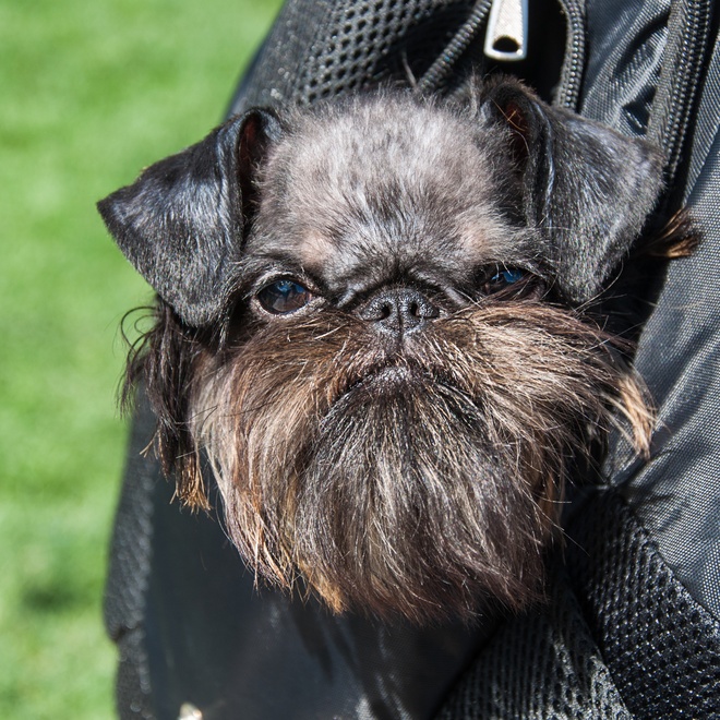 the head of a Brussels Griffin sticking out of a bag