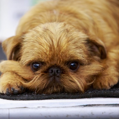 the head of a Brussels Griffon placed on the ground