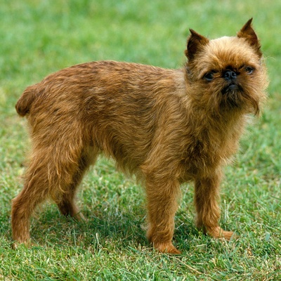 a Brussels Griffon in the grass