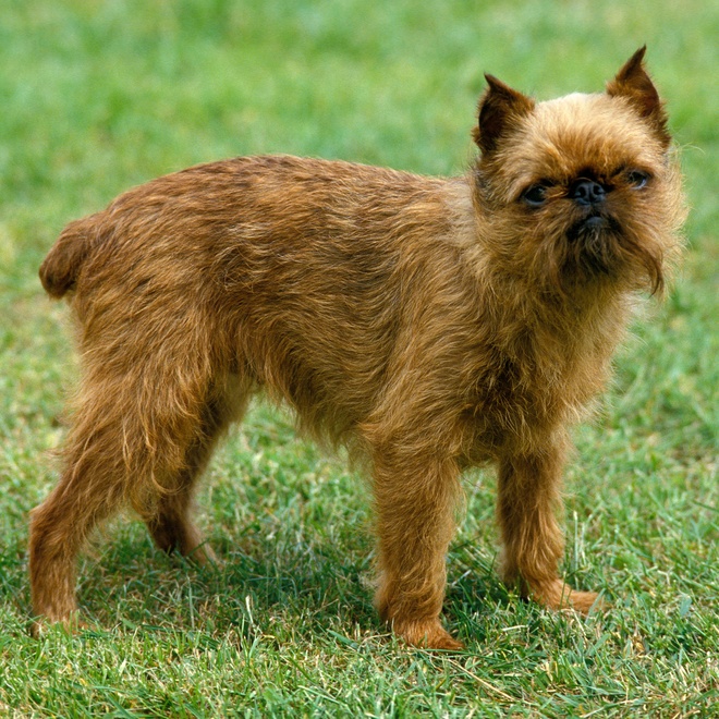 a Brussels Griffon in the grass