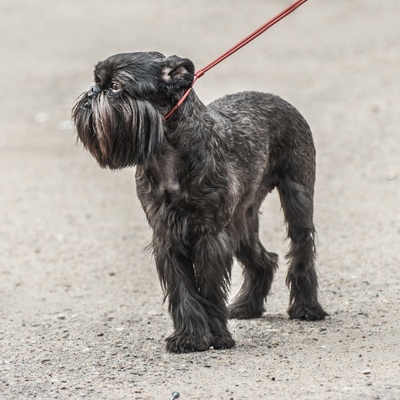 a Brussels Griffon on a leash