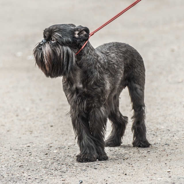 a Brussels Griffon on a leash