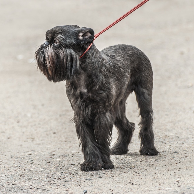 a Brussels Griffon on a leash
