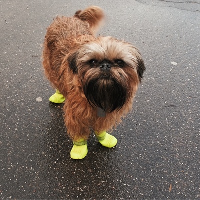 a Brussels Griffon with little socks on his feet