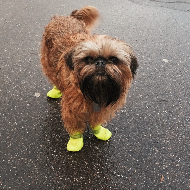 a Brussels Griffon with little socks on his feet