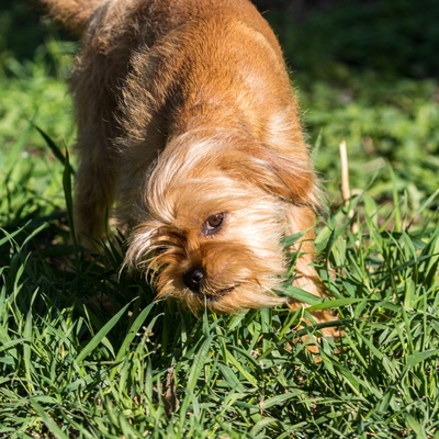 a Brussels Griffon stretching on the grass