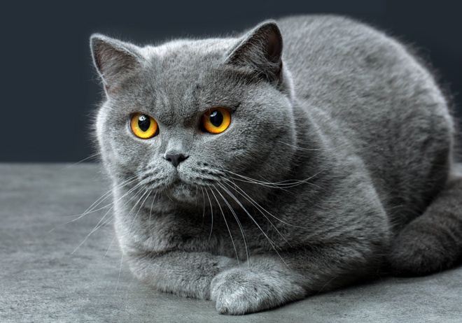 Un gros British Shorthair gris