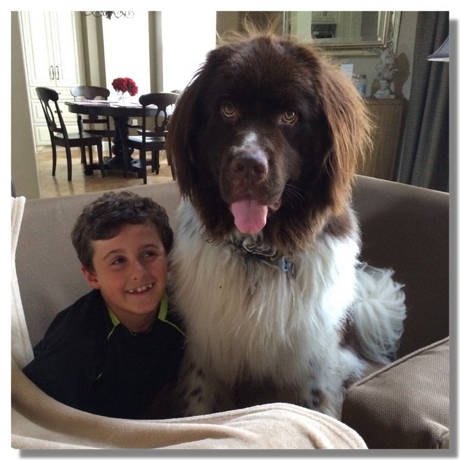 Un gros chien et un enfant