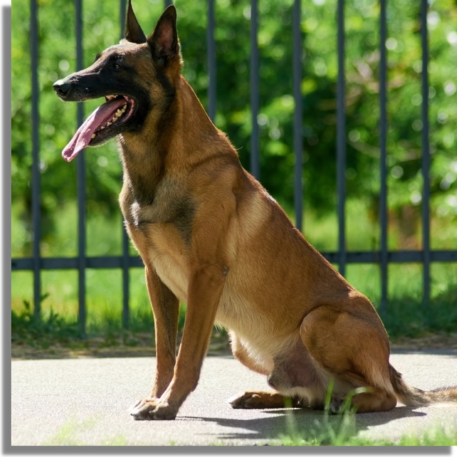 guard-dog-sitting.png