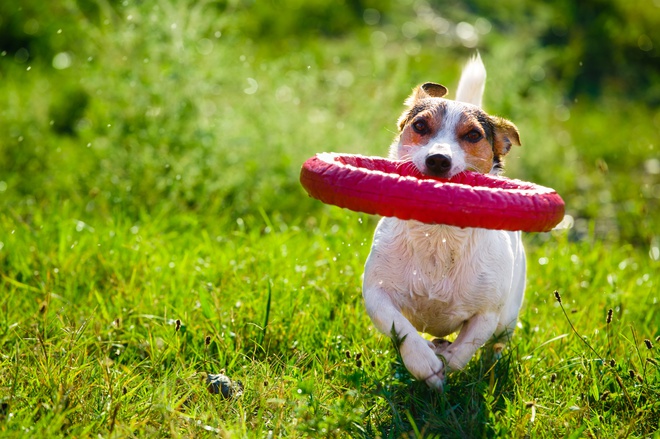 Jack Russel playing with a frisbee